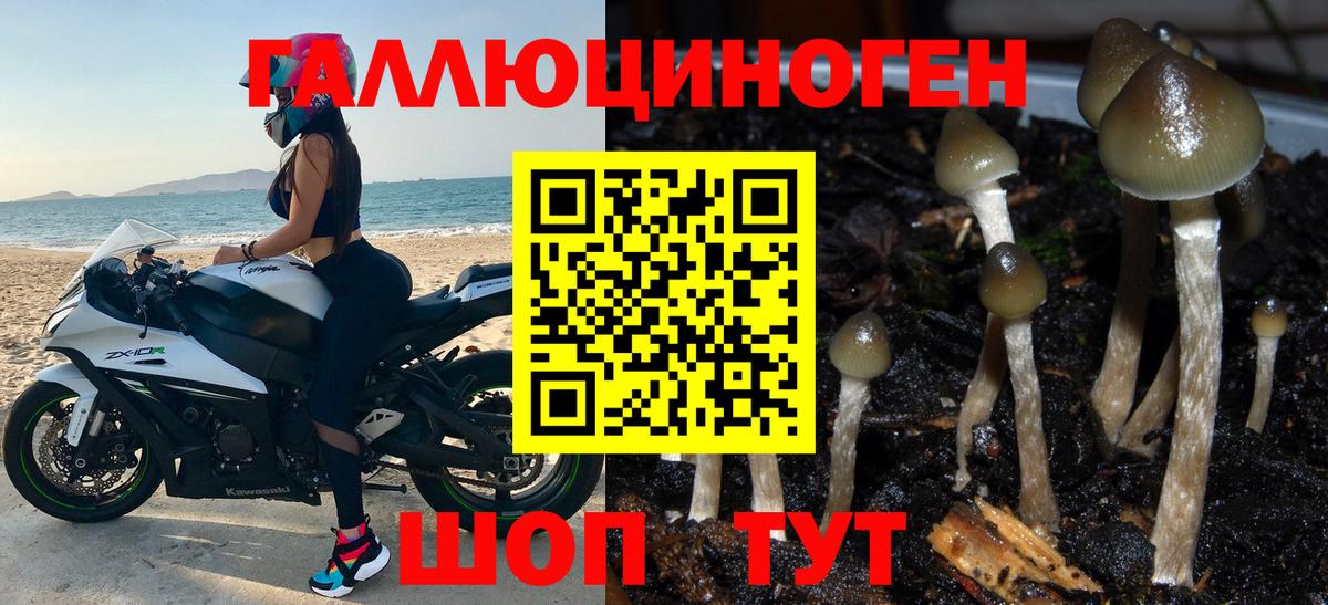 Галлюциногенные грибы Psilocybe Моршанск